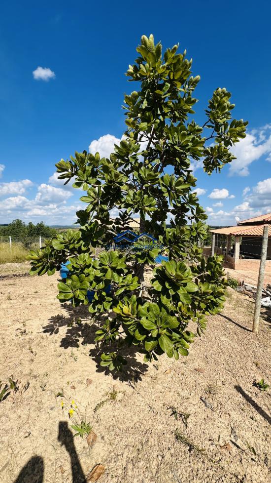 chacara-venda-curvelo-mg-1100232